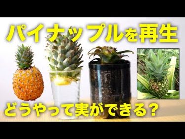 【再生野菜】パイナップルを再生栽培で育てる方法と日本で栽培する注意点【リボベジ】by Daisuke Miyazaki